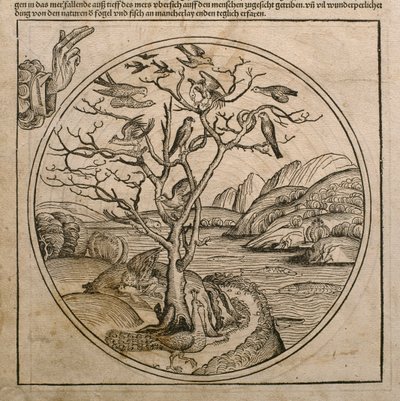 God the Father creating the birds and the fishes, illustration from the 